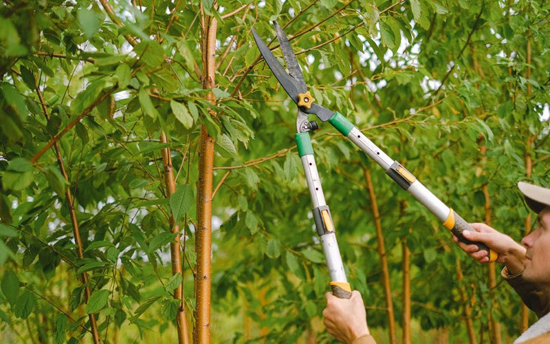 Tree trimming in Summer Lake, OR